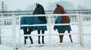 Alte Pferde frieren – wie alte Menschen – schneller. Bei sehr tiefen Temperaturen sollten sie eingedeckt werden, auch wenn sie augenscheinlich ein dickes Winterfell haben.