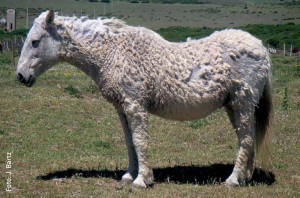 Das Cushing-Syndrom ist eine hormonelle Erkrankung, die vorwiegend alte Pferde befällt. Optisch äußert sie sich in struppigem, bisweilen lockigem Fell.