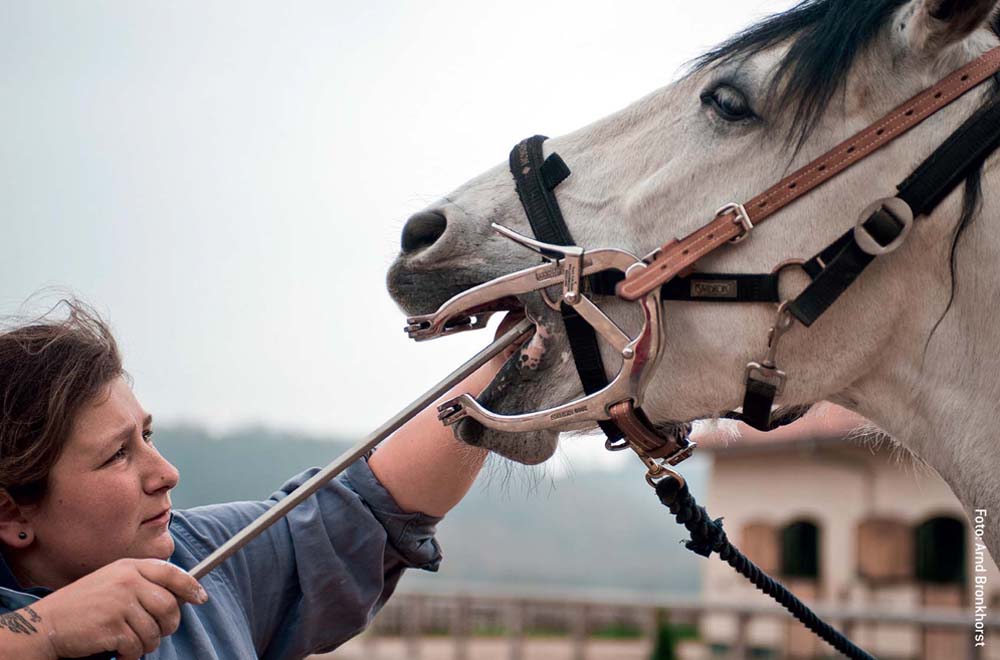 Die Zähne müssen bei alten Pferden unbedingt regelmäßig kontrolliert werden, da sich schneller Haken bilden.