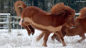 Ein Islandpferd mit Teilschur: Wird das Pferd im Winter viel geritten, ist es mit der Teilschur schneller trocken. Kommen allerdings Nässe, starke Kälte und Wind zusammen, sollte man es mit einer leichten Decke eindecken.