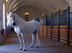 Lipica, Stammgestüt der Lipizzaner