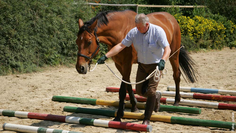 Trittsicherheit und Konzentration des Pferdes fördert die Bodenarbeit über Stangen.