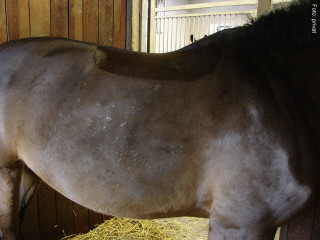 Gerade gegen Ende des Winters sind Pferde, die dauerhaft mit schmutzigen Decken eingedeckt sind, anfällig für Pilzerkrankungen.