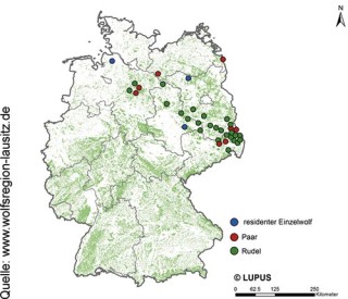 Die aktuelle Karte zeigt, wo sich Rudel und Einzeltiere derzeit aufhalten. Schwerpunkte sind Niedersachsen und die östlichen Bundesländer. Quelle: www.wolfsregionlausitz. de
