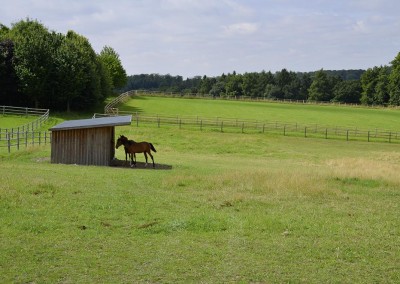 Die Weiden sind mit massiven Holzzäunen und Unterständen ausgestattet.