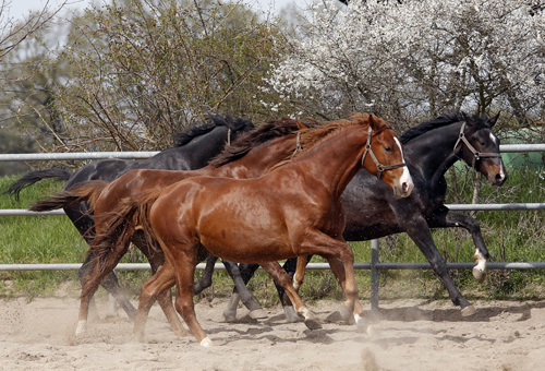 hengst befriedigen 3.5