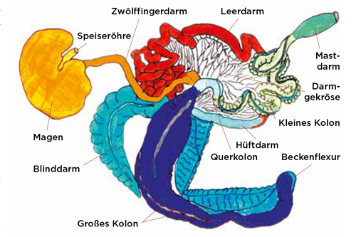xxPferdegesundheitsbuch_Abb.S.305
