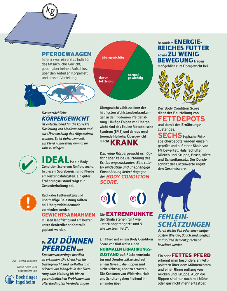 BCS_Gesundheit_kompakt