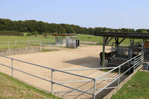 xxBild 10 Pferdepension Dinghorst Siegerstall 2020 - Foto RRI