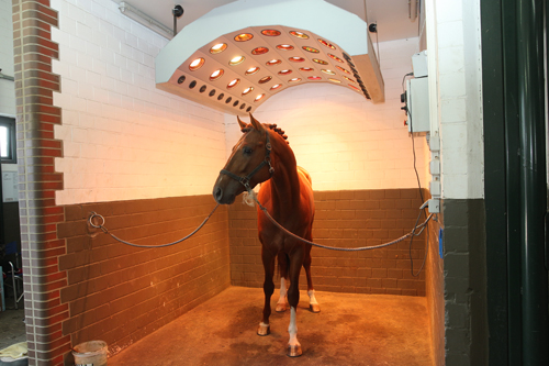 Klein Offenseth - Hengststation Stall Hell