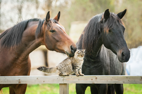 zg Pferde und Katze shutterstock_243107752