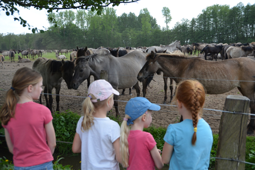 pm-forum-digital-07-2022-namen-und-nachrichten-dülmener-wildpferde-2