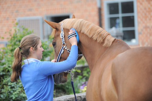 pm-forum-digital-07-2022-ausrüstung-mit-sicherheit-mehr-spaß-am-reiten-21-2