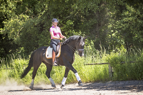 pm-forum-digital-08-2022-rasseporträt-schwere-warmblüter-geritten
