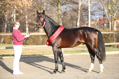 pm-forum-digital-08-2022-rasseporträt-schwere-warmblüter-siegerhengst-2021