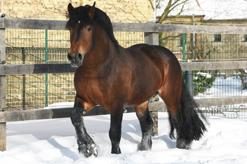 Adoro im Schnee 12.02.2021(c)NRW Landgestüt,Frerich (14) zg