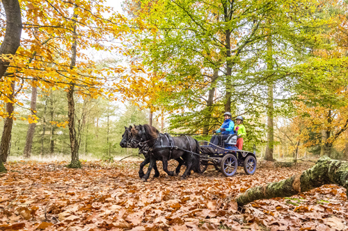 Pony-Zweispänner im Herbstwald 171023244_ABFa4 - Arnd Bronkhorst 2 Sterne zg