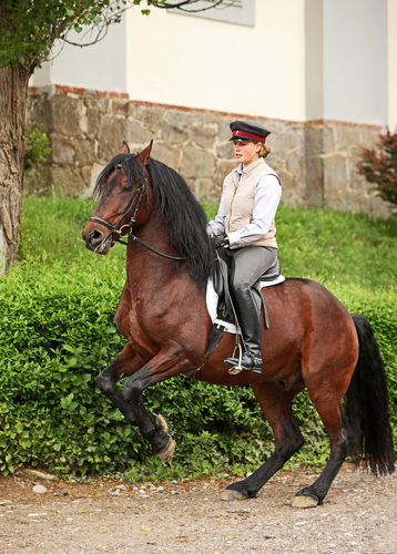 pm-forum-digital-11-12-2022-spanische-hofreitschule-wien-brauner-lipizzaner