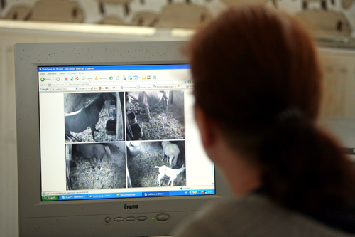 Gestuet Falkenhorst, Frau schaut sich die Bilder der Ueberwachungskamera des Stalles am Computermonitor an