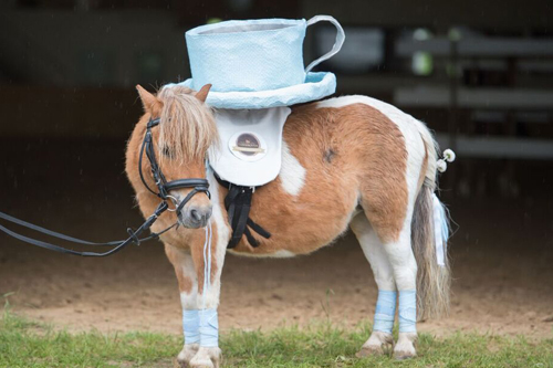 Darboven Vereinsinitiative Kaffeetassen-Pony Kempen zg