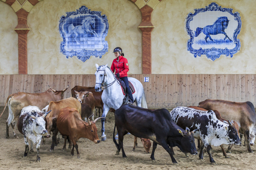 working_equitation71540 - Slawik zg