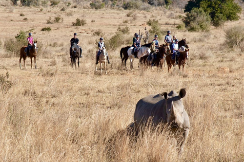 Südafrika Pferd u Reiter SA243 zg