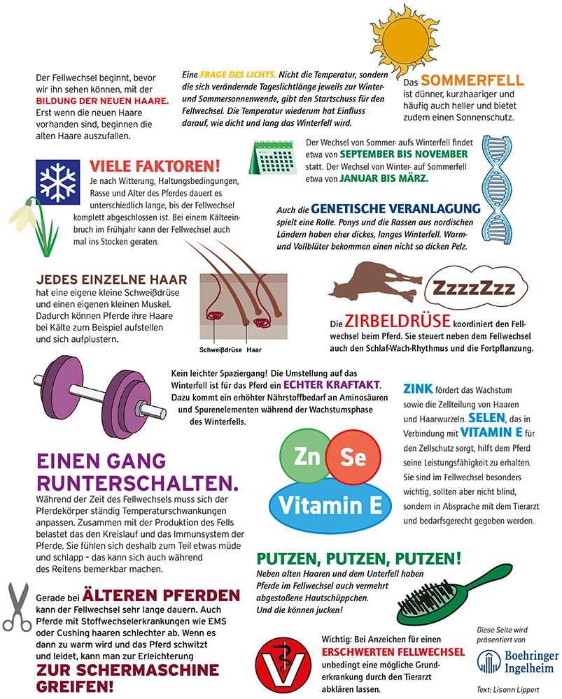 Gesundheit-kompakt-Fellwechsel