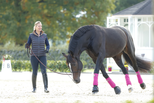 Pferdesport Dressur + Zucht