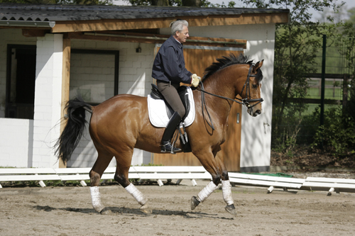 Pferdesport Dressur