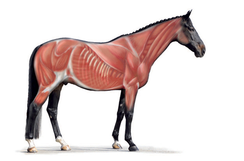 Muskeln Pferd - entnommen aus Biomechanik und Physiotherapie für Pferde - Illustration Jeanne KloepferZ-2.1 Oberflächige Anatomie zggg