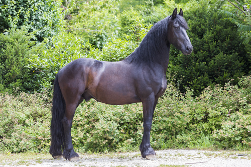 friese_wolter71512 Slawik zg