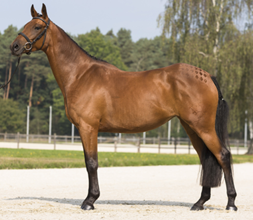 trakehner_lise914007 Slawik zg
