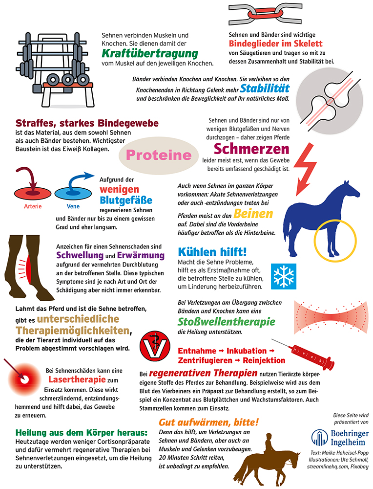 Sehnen_Baender
