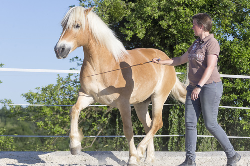 haflinger_antonin517250 Slawik zg