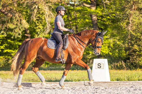 Jedes Pferd jeder Reiter - oldenburg_fridolin42249 - Slawik zg
