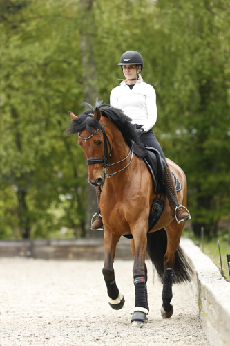 Pferdesport Dressur