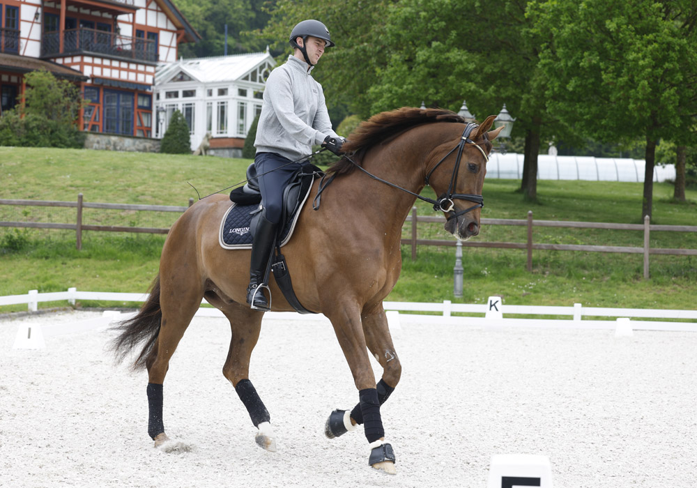 Pferdesport Dressur