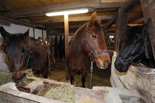 Werneuchen, Pferde in einem Stall