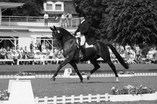 Pferdesport Springen Dressur