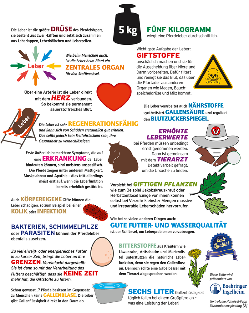 Gesundheit_kompakt_Leber