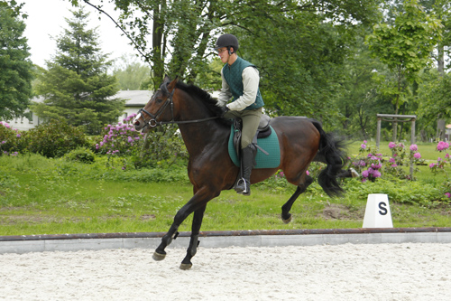 Redefin - erstes Anreiten von jungen Pferden 2010
