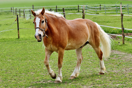 zg Symbolbild Haflinger 18-jährig_haflinger-2776826 Pixabay