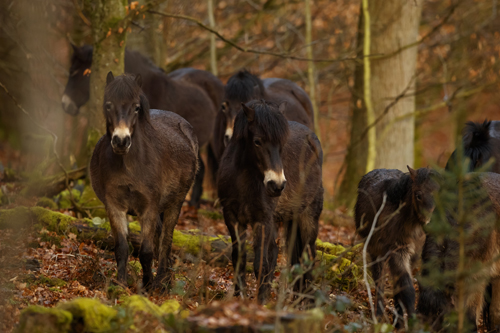 Holzminden - Exmoorponys im Naturpark Solling-Vogler 2017