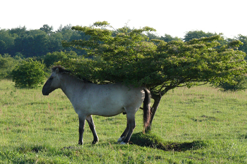 zg Pferd nutzt Baum als Scheuerhilfe P1010916 Gerd Kämmer