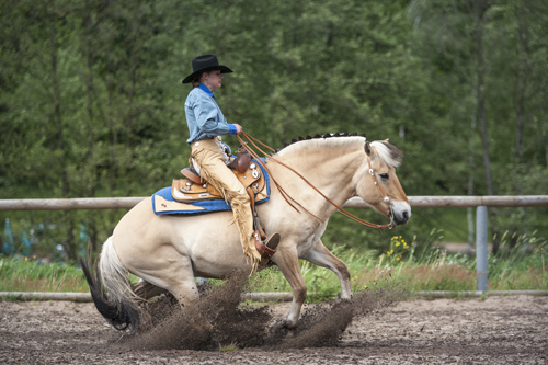 zg-Westernreiten fjord_okke2201 Slawik