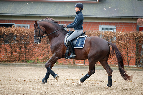 Versammlung_Galopp-Schrit-Uebergaenge