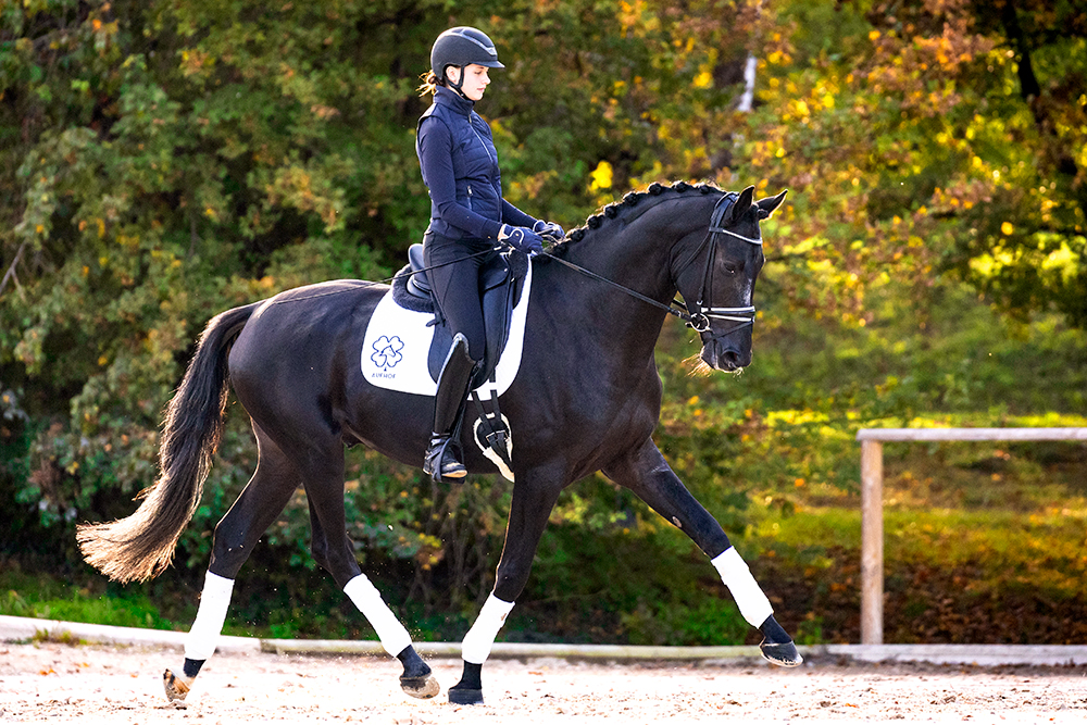 PM-Forum-9-2025-10-Tipps-gute-Übergänge-trakehner_ha-ffruf102364-Christiane-Slawik