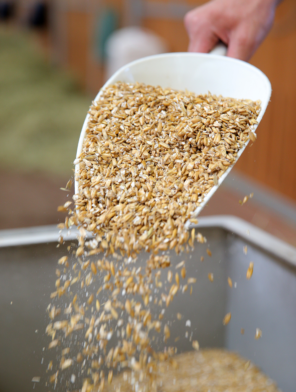 Aufmacher-getreidefrei-Stefan-Lafrentz